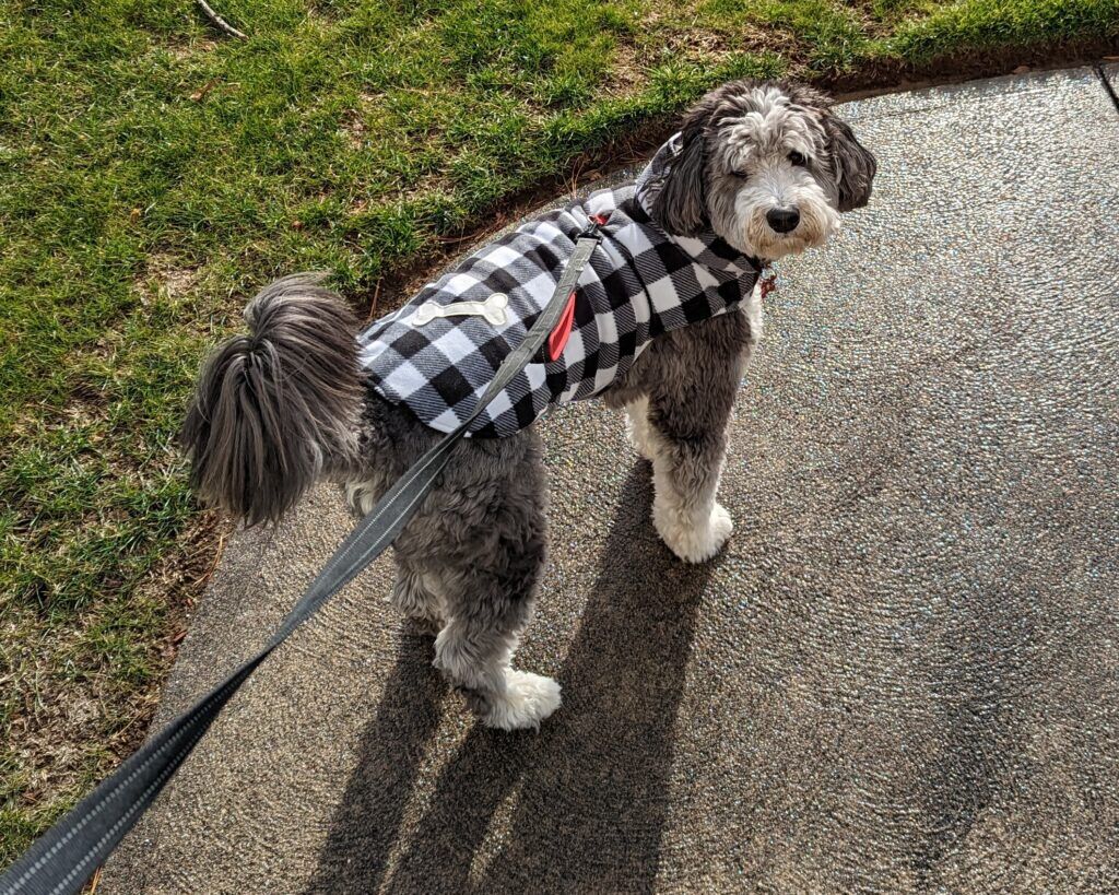 Bernedoodle puppy coat sales