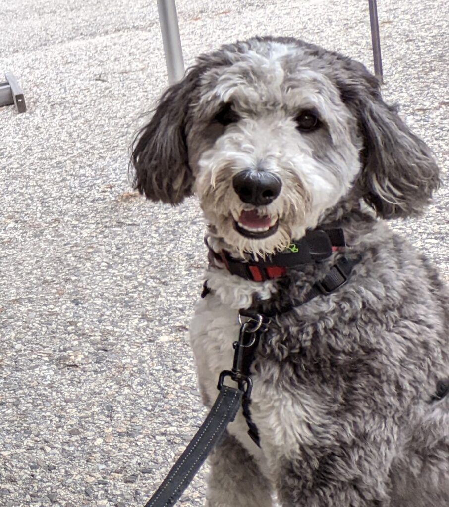 Aussiedoodle